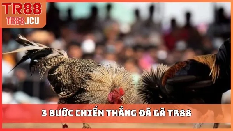 3 bước chiến thắng đá gà TR88