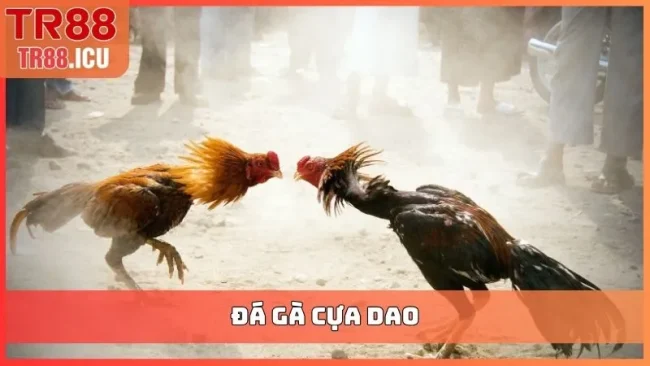 đá gà cưạ dao