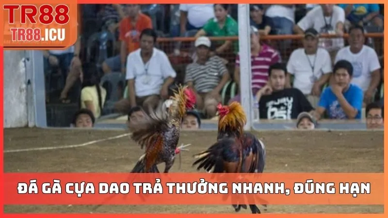Đá gà cựa dao trả thưởng nhanh, đúng hạn