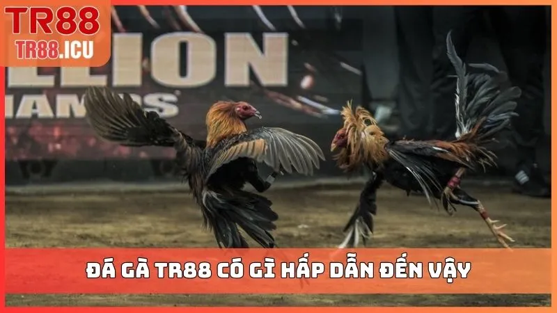 Đá gà TR88 có gì hấp dẫn đến vậy?